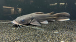 Semutundu Catfish (Clarotes laticeps)