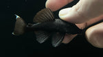 L-183 Starlight Bristlenose (Ancistrus dolichopterus)