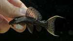 L-24 Red Fin Cactus Pleco (Pseudacanthicus pitanga)
