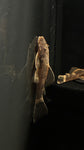 Calico Bristlenose Pleco (Ancistrus sp.) - Medium