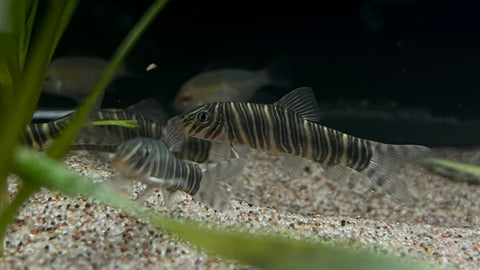 Zebra Loach (Botia striata)