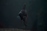 Black Pinoy Angelfish (Pterophyllum scalare sp.)