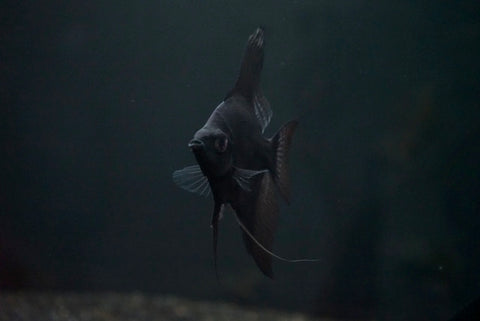 Black Pinoy Angelfish (Pterophyllum scalare sp.)