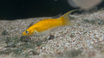 Neon Butterfly Molly (Poecilia sp.)