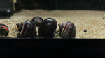 Purple Mystery Snail (Pomacea bridgesii)
