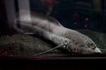 African Lungfish (Protopterus annectens) - JUMBO