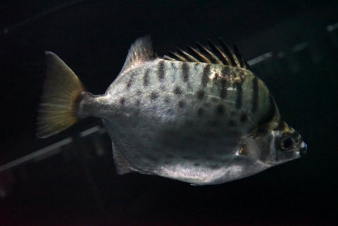 Scat (Scatophagus argus)