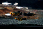 Gold Dust Molly (Poecilia sphenops)