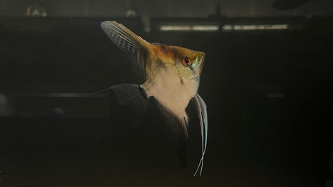 Red Head Angelfish (Pterophyllum scalare sp.)