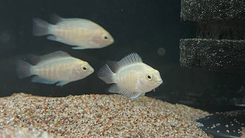 Platinum Polar Breeze Parrot Fish - Small