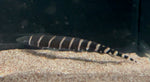 Tiger knifefish (Gymnotus tigre)