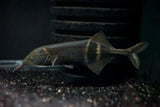 Elephant Nose Fish (Gnathonemus petersii)