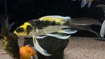 Mayan Butterfly Koi (Cyprinus rubrofuscus "Mayan")