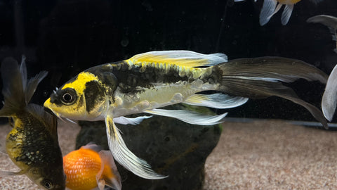 Mayan Butterfly Koi (Cyprinus rubrofuscus "Mayan")