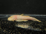 Albino Bristlenose Pleco (Ancistrus cirrhosus "albino") - Large