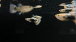 Half Black Green Leopard Guppy (Poecilia reticulata) - TRIO