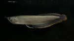 Silver Arowana (Osteoglossum bicirrhosum) - Medium