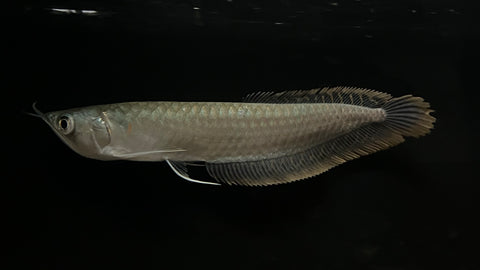 Silver Arowana (Osteoglossum bicirrhosum) - Medium