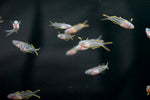 Furcata Rainbowfish (Pseudomugil furcatus)
