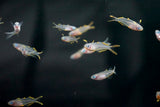 Furcata Rainbowfish (Pseudomugil furcatus)