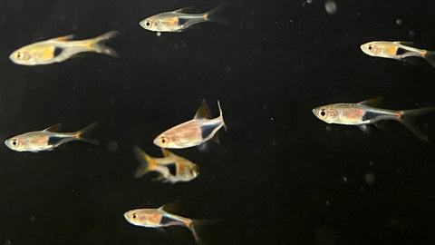 Harlequin Rasbora (Rasbora heteromorpha)