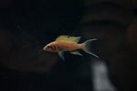Daffodil Cichlid (Neolamprologus pulcher)