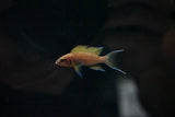 Daffodil Cichlid (Neolamprologus pulcher)