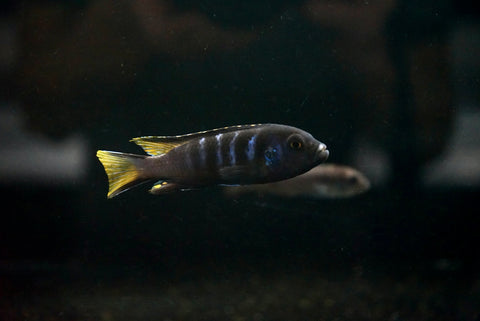 Elongatus Chewere (Metriaclima sp.)