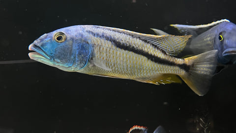 Malawi Hawk (Aristochromis christyi) - Large