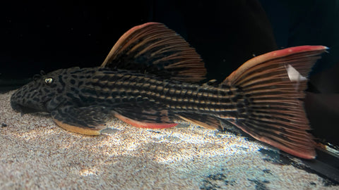 L-25 Scarlet Cactus Pleco 7-Pointer (Pseudacanthicus pirarara) - WYSIWYG