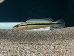 Zebra Pike (Crenicichla zebrina) - Small