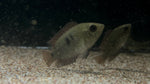 Chocolate Cichlid (Hypselecara temporalis)