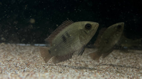 Chocolate Cichlid (Hypselecara temporalis)