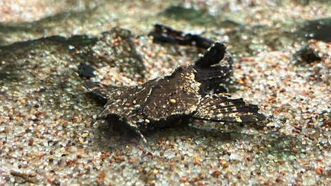 Banjo Catfish (Bunocephalus coracoideus)