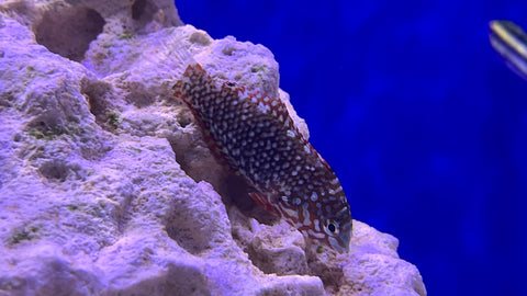Ornate Leopard Wrasse (Macropharyngodon ornatus) - Female