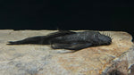Longfin Green Dragon Bristlenose Pleco (Ancistrus cirrhosus var.)