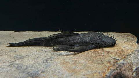 Longfin Green Dragon Bristlenose Pleco (Ancistrus cirrhosus var.)