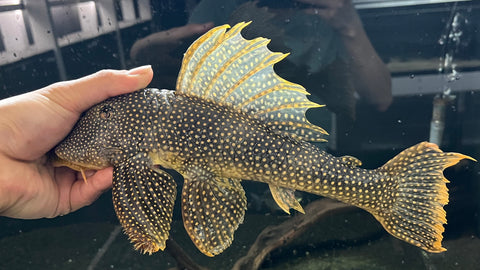 L-14 Goldie Pleco (Scobinancistrus aureatus) - JUMBO