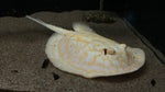 Albino Gold Base Pearl Stingray (Potamotrygon Jabuti) - MALE (WYSIWYG)