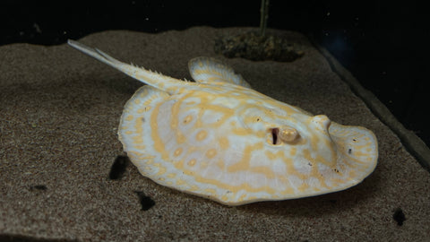 Albino Gold Base Pearl Stingray (Potamotrygon Jabuti) - MALE (WYSIWYG)