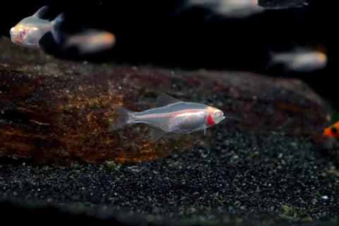 Albino Glolite Tetra (Hemigrammus erythrozonus)