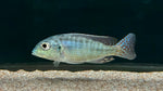 Red Fin Lethrinops (Lethrinops marginatus)