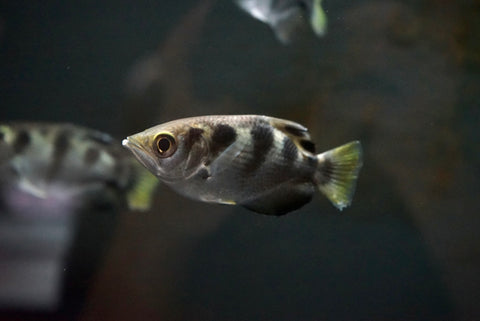 Banded Archerfish (Toxotes jaculatrix)
