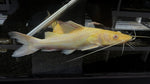 Albino Asian Redtail Catfish (Hemibagrus nemurus)