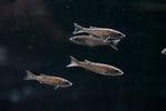 Cyprichromis Leptosoma "Utinta"