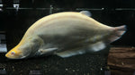 Shortbody Albino Clown Knifefish (Chitala Ornata)
