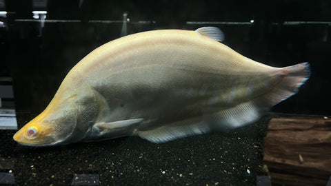 Shortbody Albino Clown Knifefish (Chitala Ornata)