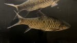 Phoenix Barb (Spinibarbus Denticulatus) - Large