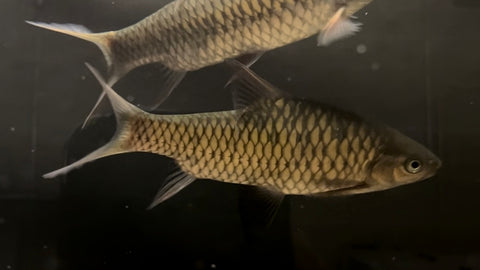 Phoenix Barb (Spinibarbus Denticulatus) - Large