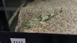 Goonch Catfish (Bagarius sp.) - xSmall
